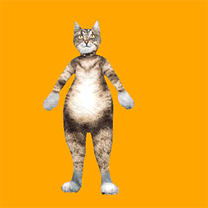 gatinho dançando